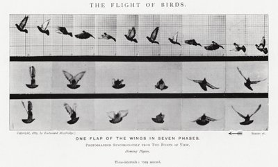 Eadweard Muybridge: Kuşların Uçuşu (s/b fotoğraf) by Eadweard Muybridge