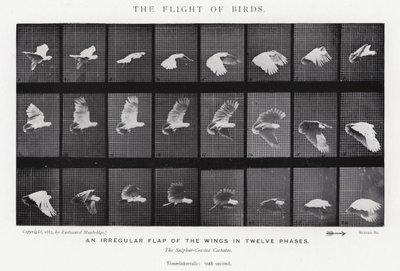 Eadweard Muybridge: Kuşların Uçuşu (s/b fotoğraf) by Eadweard Muybridge