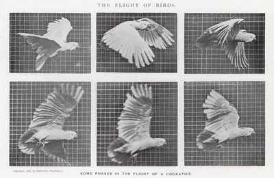 Eadweard Muybridge: Kuşların Uçuşu (s/b fotoğraf) by Eadweard Muybridge