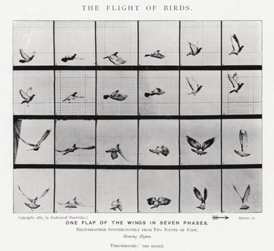 Eadweard Muybridge: Kuşların Uçuşu (s/b fotoğraf) by Eadweard Muybridge