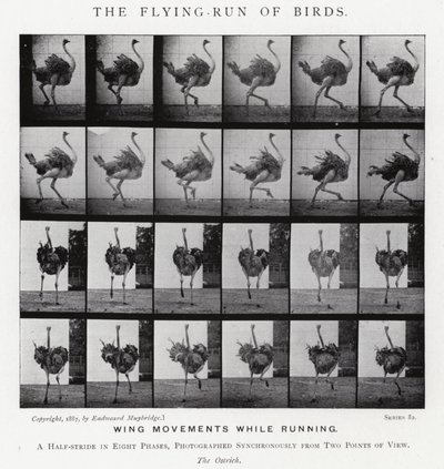 Eadweard Muybridge: Kuşların Uçan Koşusu (s/b fotoğraf) by Eadweard Muybridge