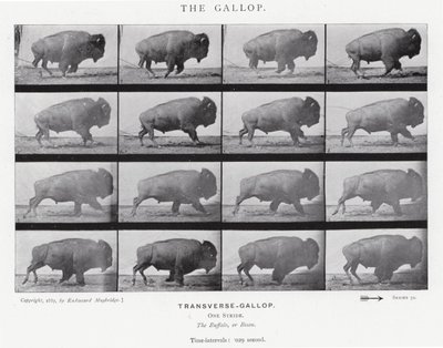 Eadweard Muybridge: Dörtnala (s/b fotoğraf) by Eadweard Muybridge