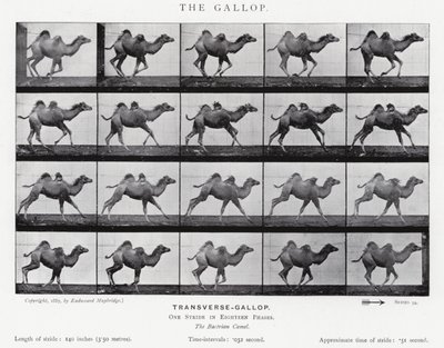 Eadweard Muybridge: Dörtnala (s/b fotoğraf) by Eadweard Muybridge