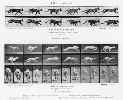 Eadweard Muybridge: Dörtnala (s/b fotoğraf) by Eadweard Muybridge