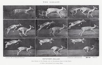 Eadweard Muybridge: Dörtnala (s/b fotoğraf) by Eadweard Muybridge