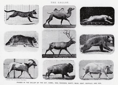Eadweard Muybridge: Dörtnala (s/b fotoğraf) by Eadweard Muybridge