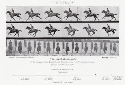 Eadweard Muybridge: Dörtnala (s/b fotoğraf) by Eadweard Muybridge