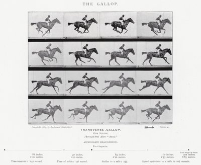 Eadweard Muybridge: Dörtnala (s/b fotoğraf) by Eadweard Muybridge