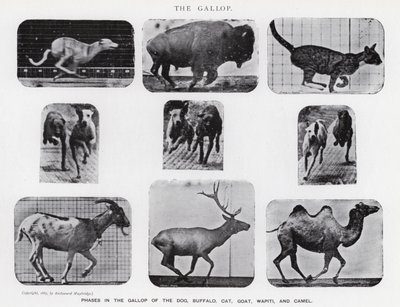 Eadweard Muybridge: Dörtnala (s/b fotoğraf) by Eadweard Muybridge