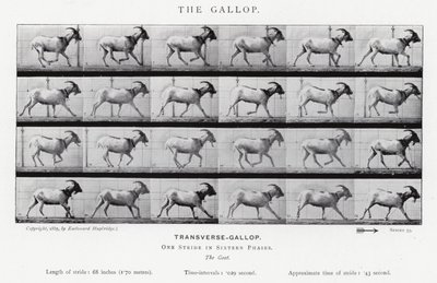 Eadweard Muybridge: Dörtnala (s/b fotoğraf) by Eadweard Muybridge