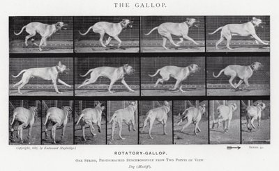 Eadweard Muybridge: Dörtnala (s/b fotoğraf) by Eadweard Muybridge