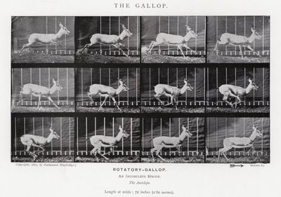 Eadweard Muybridge: Dörtnala (s/b fotoğraf) by Eadweard Muybridge