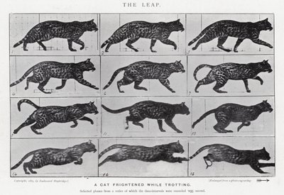Eadweard Muybridge: Sıçrayış (s/b fotoğraf) by Eadweard Muybridge