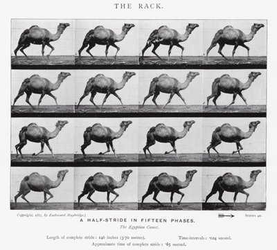 Eadweard Muybridge: The Rack (s/b fotoğraf) by Eadweard Muybridge