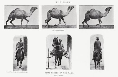 Eadweard Muybridge: Raf by Eadweard Muybridge