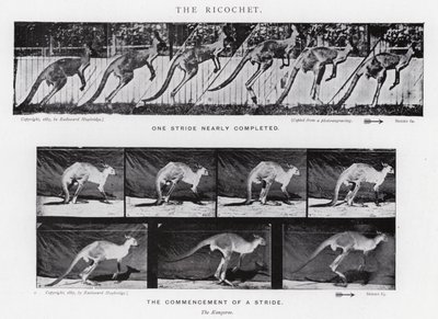 Eadweard Muybridge: Sekme (s/b fotoğraf) by Eadweard Muybridge