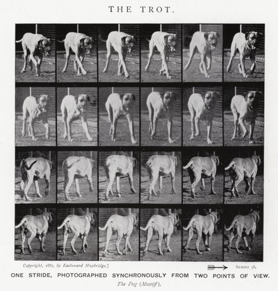 Eadweard Muybridge: The Trot (s/b fotoğraf) by Eadweard Muybridge