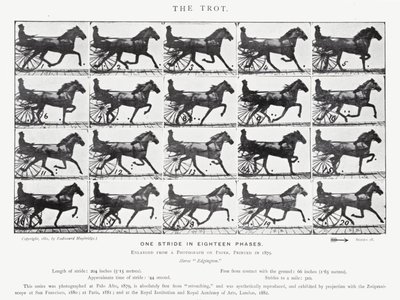 Eadweard Muybridge: The Trot (s/b fotoğraf) by Eadweard Muybridge
