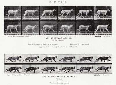 Eadweard Muybridge: The Trot (s/b fotoğraf) by Eadweard Muybridge