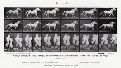 Eadweard Muybridge: The Trot (s/b fotoğraf) by Eadweard Muybridge