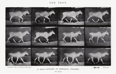 Eadweard Muybridge: The Trot (s/b fotoğraf) by Eadweard Muybridge