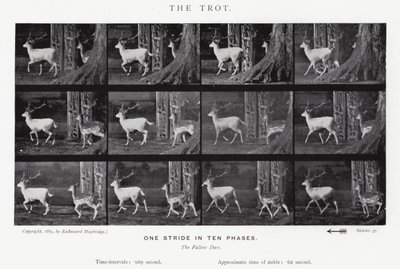 Eadweard Muybridge: The Trot (s/b fotoğraf) by Eadweard Muybridge