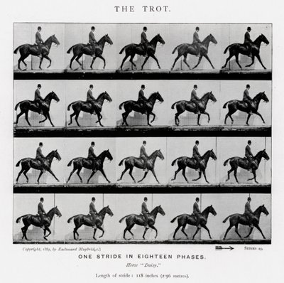 Eadweard Muybridge: Trot by Eadweard Muybridge