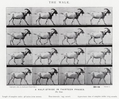 Eadweard Muybridge: Yürüyüş (s/b fotoğraf) by Eadweard Muybridge