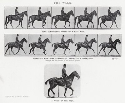 Eadweard Muybridge: Yürüyüş (s/b fotoğraf) by Eadweard Muybridge