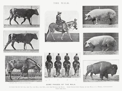 Eadweard Muybridge: Yürüyüş (s/b fotoğraf) by Eadweard Muybridge