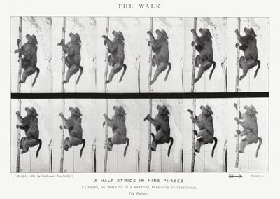 Eadweard Muybridge: Yürüyüş (s/b fotoğraf) by Eadweard Muybridge