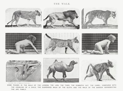 Eadweard Muybridge: Yürüyüş (s/b fotoğraf) by Eadweard Muybridge