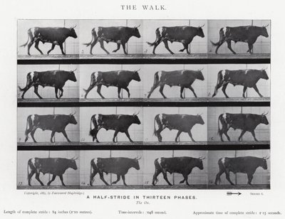 Eadweard Muybridge: Yürüyüş (s/b fotoğraf) by Eadweard Muybridge