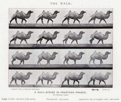 Eadweard Muybridge: Yürüyüş (s/b fotoğraf) by Eadweard Muybridge