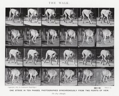 Eadweard Muybridge: Yürüyüş (s/b fotoğraf) by Eadweard Muybridge