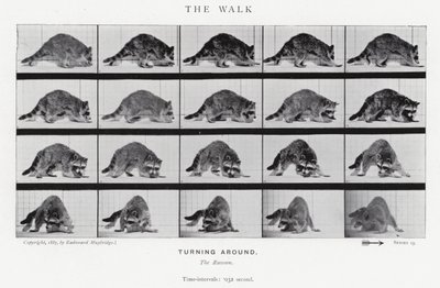 Eadweard Muybridge: Yürüyüş (s/b fotoğraf) by Eadweard Muybridge
