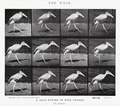 Eadweard Muybridge: Yürüyüş (s/b fotoğraf) by Eadweard Muybridge