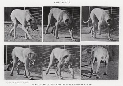 Eadweard Muybridge: Yürüyüş (s/b fotoğraf) by Eadweard Muybridge