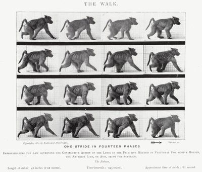 Eadweard Muybridge: Yürüyüş (s/b fotoğraf) by Eadweard Muybridge