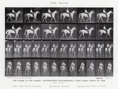 Eadweard Muybridge: Yürüyüş (s/b fotoğraf) by Eadweard Muybridge