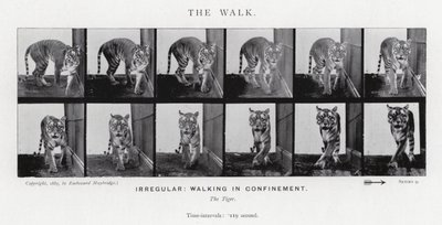 Eadweard Muybridge: Yürüyüş (s/b fotoğraf) by Eadweard Muybridge