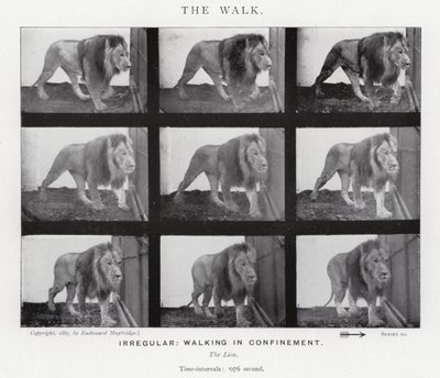 Eadweard Muybridge: Yürüyüş (s/b fotoğraf) by Eadweard Muybridge