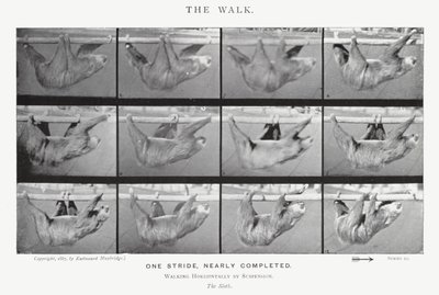 Eadweard Muybridge: Yürüyüş (s/b fotoğraf) by Eadweard Muybridge