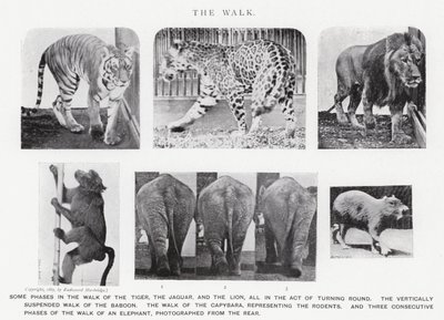 Eadweard Muybridge: Yürüyüş (s/b fotoğraf) by Eadweard Muybridge