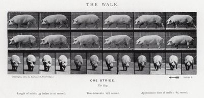 Eadweard Muybridge: Yürüyüş by Eadweard Muybridge
