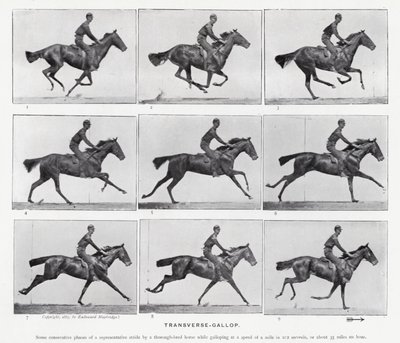 Eadweard Muybridge: Enine Dörtnala (s/b fotoğraf) by Eadweard Muybridge