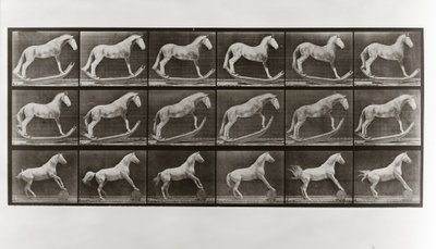 Sallanan Atlar ve Namlu Yuvarlayan At, Animal Locomotion
