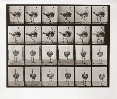Devekuşu Koşusu, Hayvan Hareketinden Plaka 772, 1887 by Eadweard Muybridge