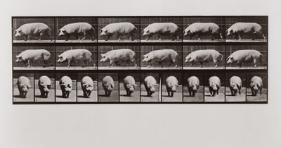 Domuz yürüyüşü, Animal Locomotion