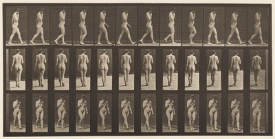 Levha 14. Yürüyüş, Sağ El Çenede, 1872-1885 by Eadweard Muybridge